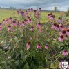 Echinacea purpurea - Punane siilkübar P9/0,55L